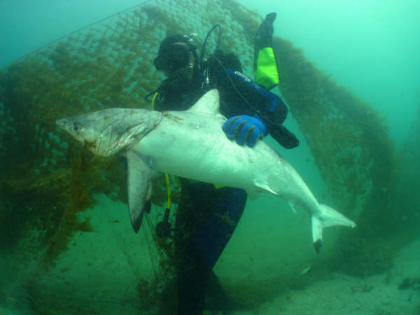سمكة قرش ضخمة في شعاب جزيرة كبر الكويتية