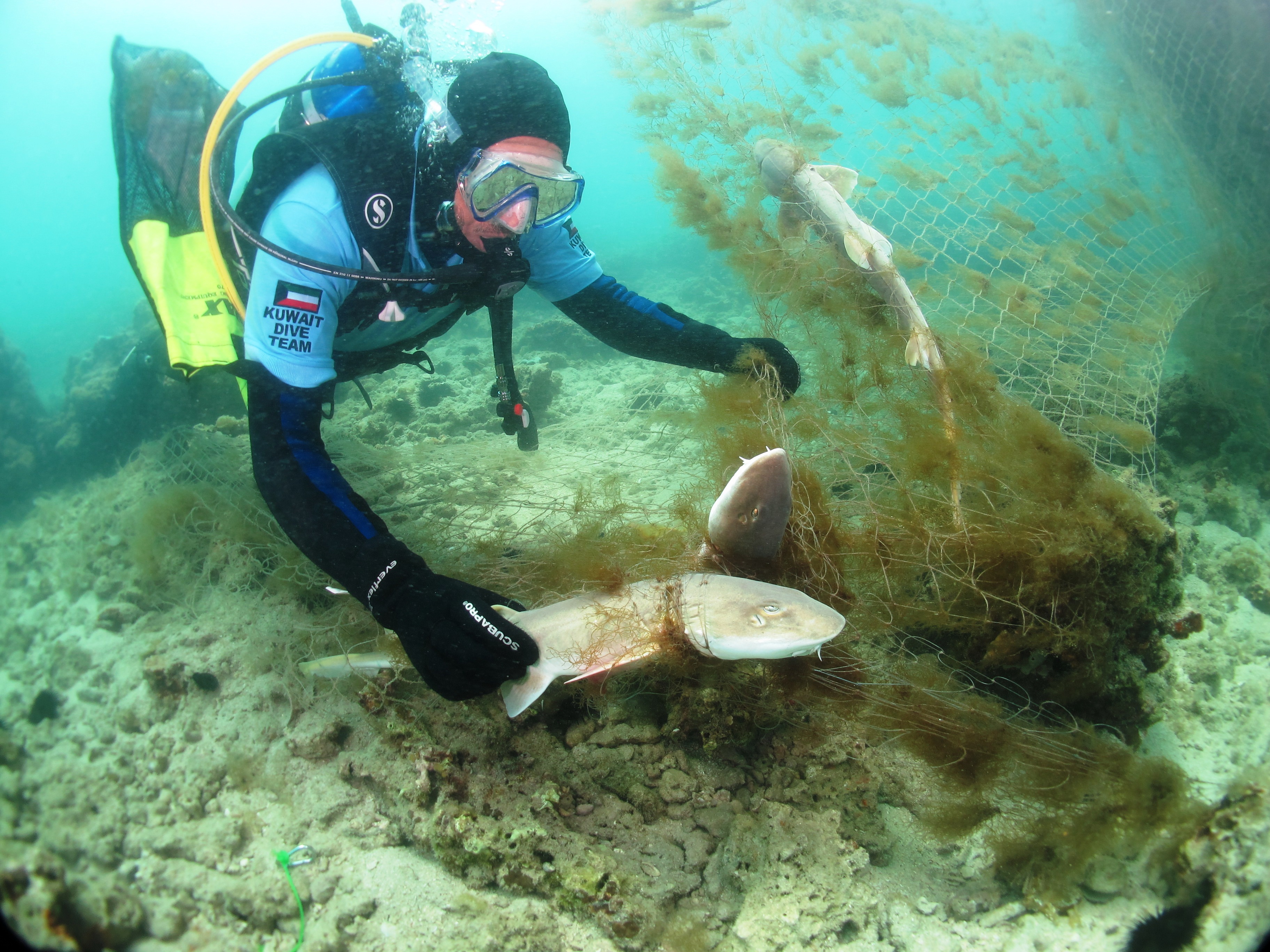 Kuwait divers save baby sharks south of Kuwait