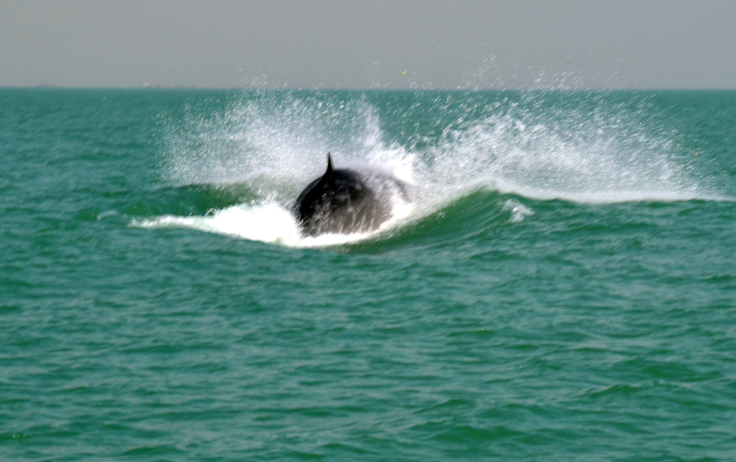 أحد الحيتان التي رصدها فريق الغوص الكويتي في جون الكويت 