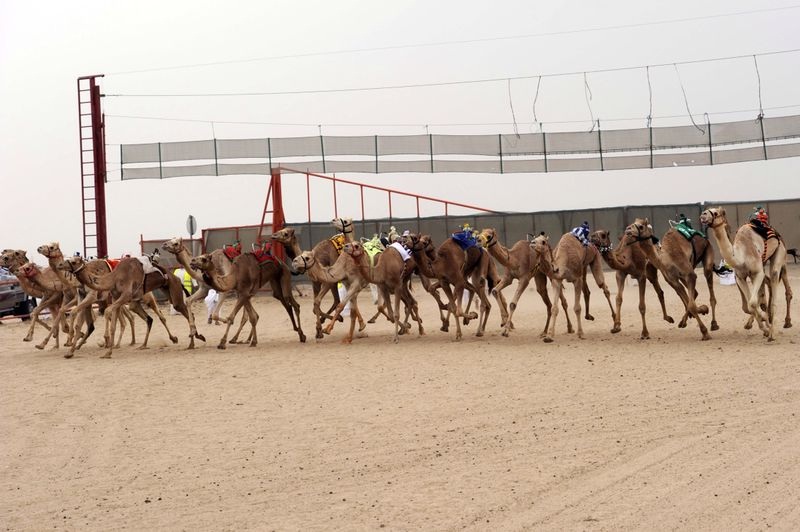 بطولة الكويت ال14 لسباق الهجن تتواصل وسط منافسة قوية بين قطر والامارات