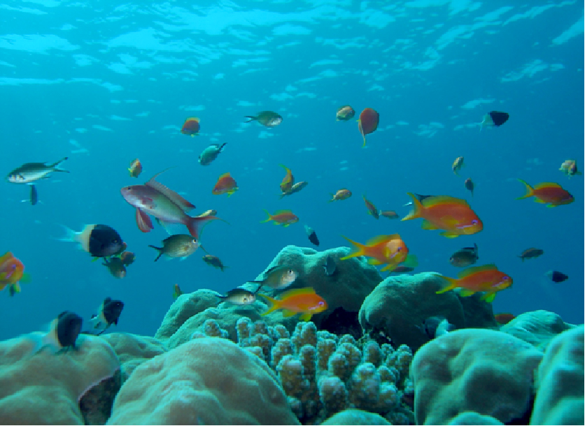 Scuba diving in the Red Sea ... a dream-like experience
