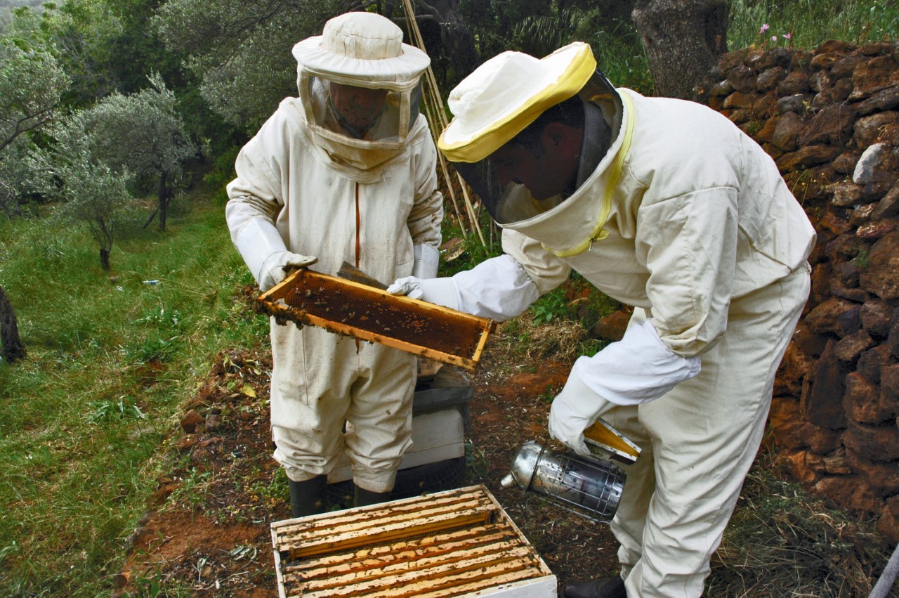 Beekeeping workers removing the honey from the beehive