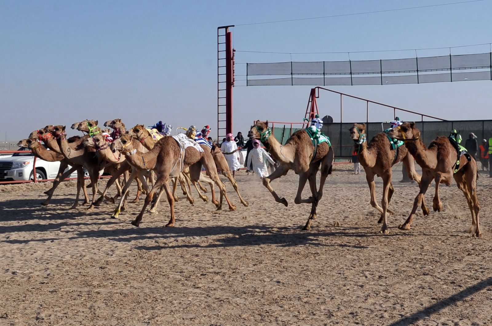 Side of Kuwait's 16th Camel Race