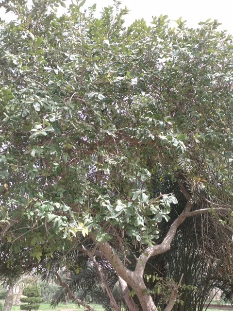 Arjun Tree