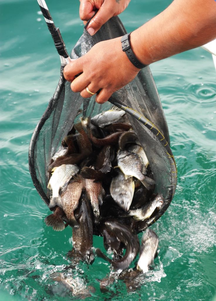 اطلاق اسماك من نوعي الشعم والسبيطي في المياه الكويتية