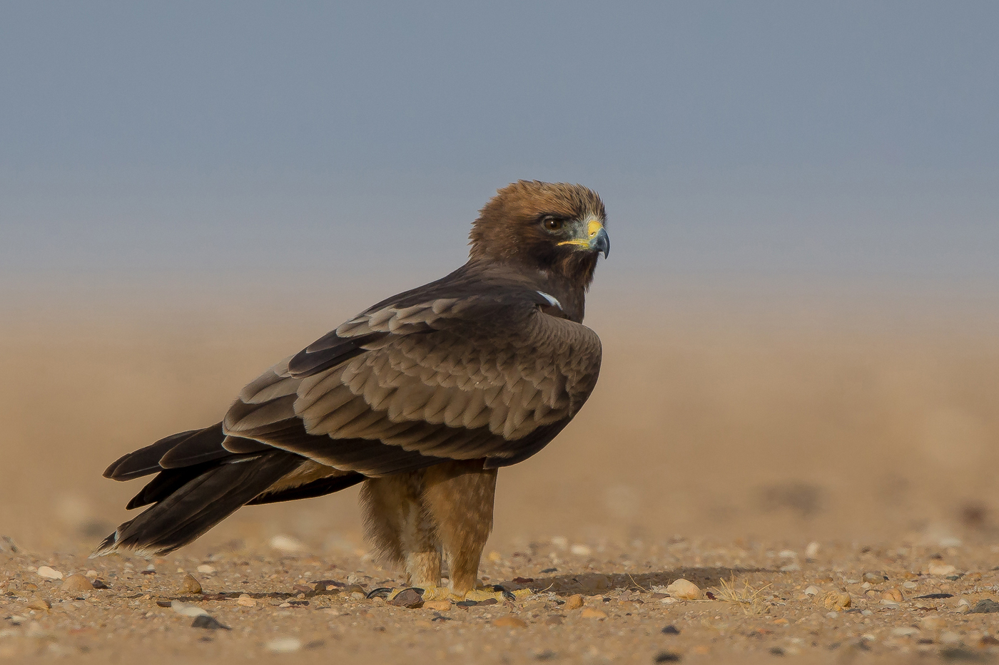 جانب من الطيور الجوارح التي رصدها فريق رصد وحماية الطيور التابع للجمعية الكويتية لحماية البيئة