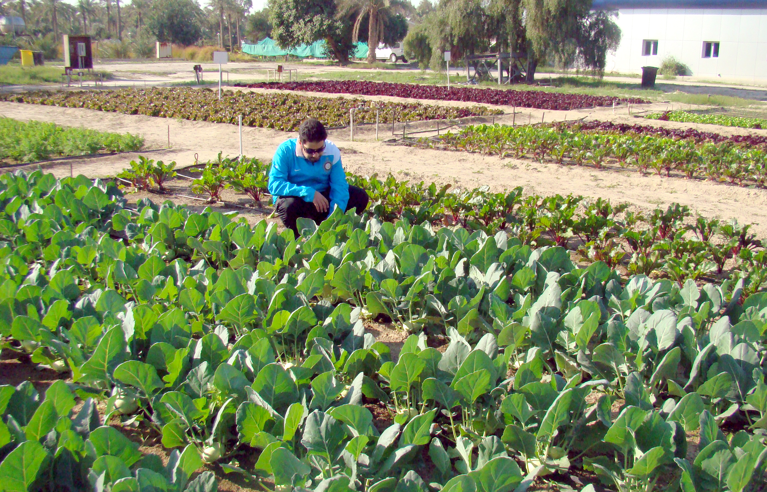 مشروع زراعي متكامل يعتمد على الانتاج الزراعي النباتي