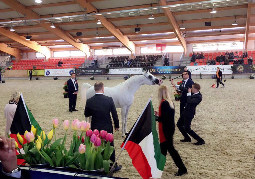 The stallion Khaled Al-Hamad has won the golden cup at an international horse show in the Netherlands