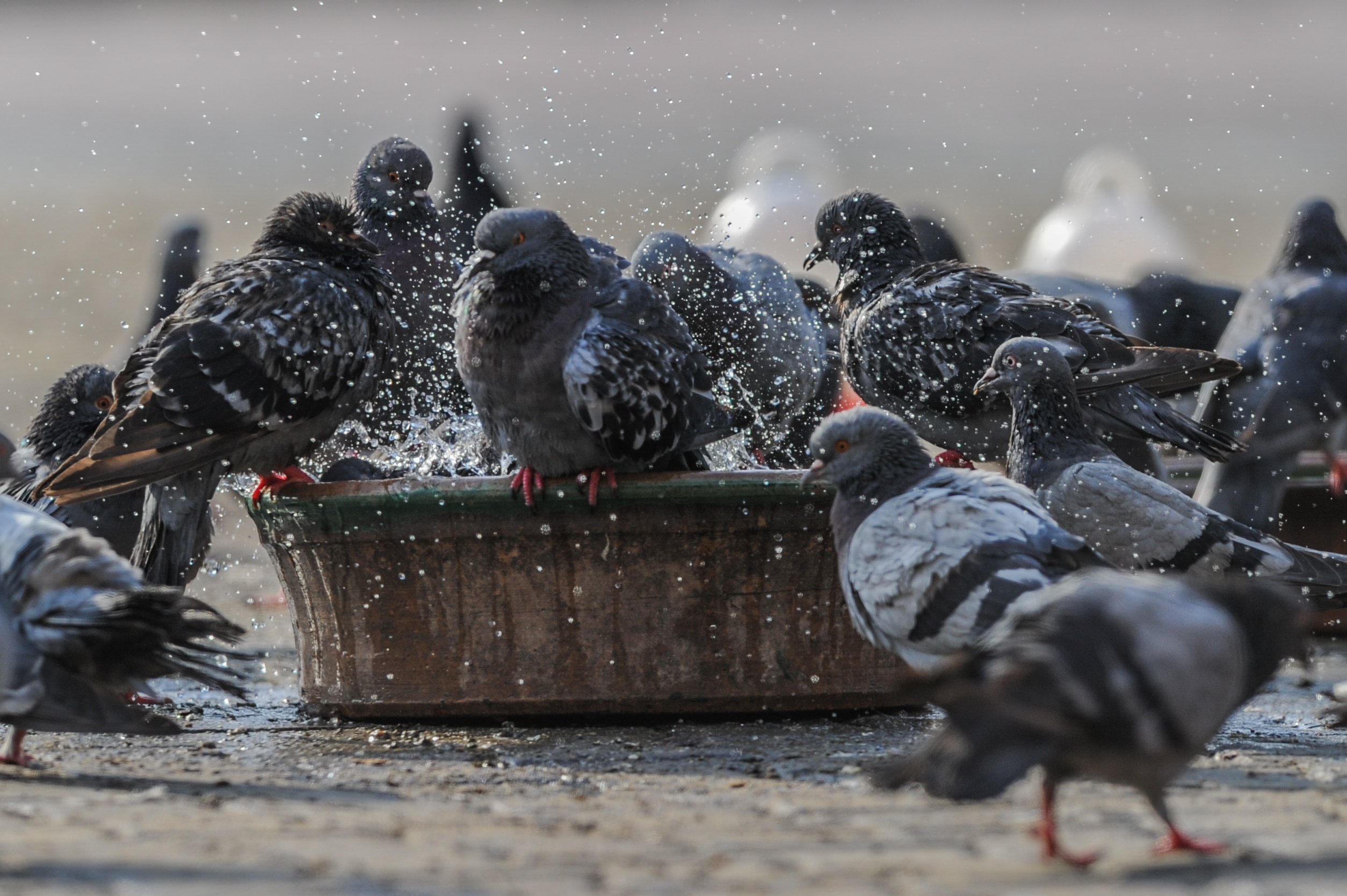 Buckets of mercy provide water to birds, animals in Kuwait