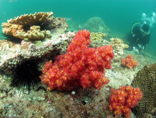 الشعاب المرجانية في محمية جزر (الديمانيات) في سلطنة عمان والواقعة بين ولايتي السيب وبركاء