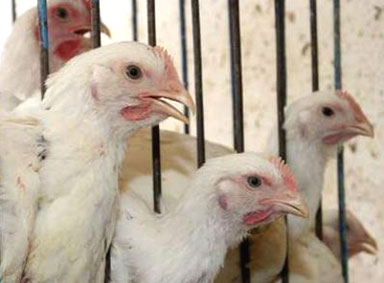 90,000 chicken die of bird flu in Riyadh