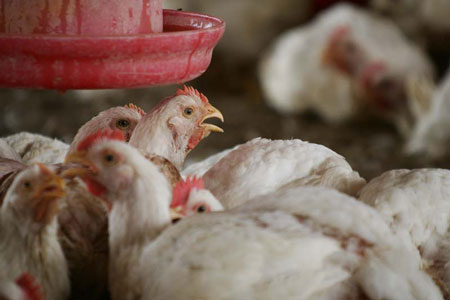 New bird flu cases discovered in Saudi Arabia