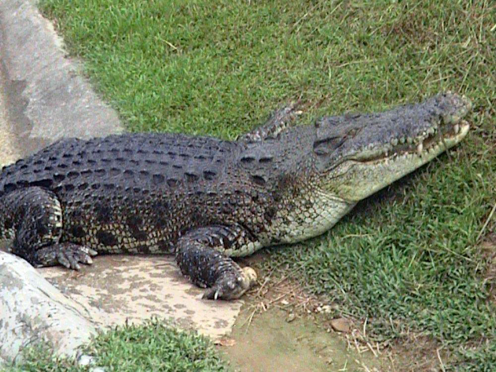 التمساح الماليزي اصبح يشكل مصدر خطر على المواطنين