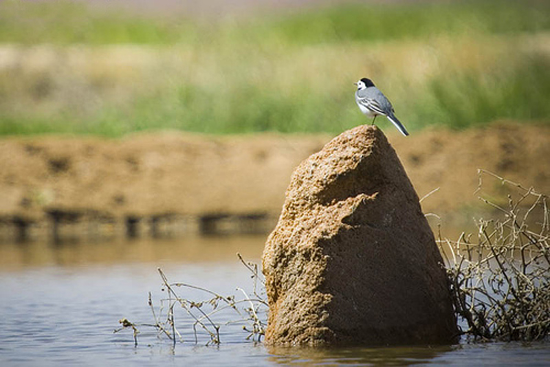 محمية الشيخ صباح الاحمد اكبر المحميات الطبيعية في البلاد