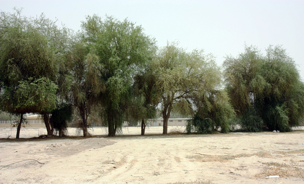 كونا الهجليج شجرة صحراوية تصلح للزراعة في البيئة الكويتية وتتميز بأهميتها الاقتصادية الصحة والبيئة 27 07 2009