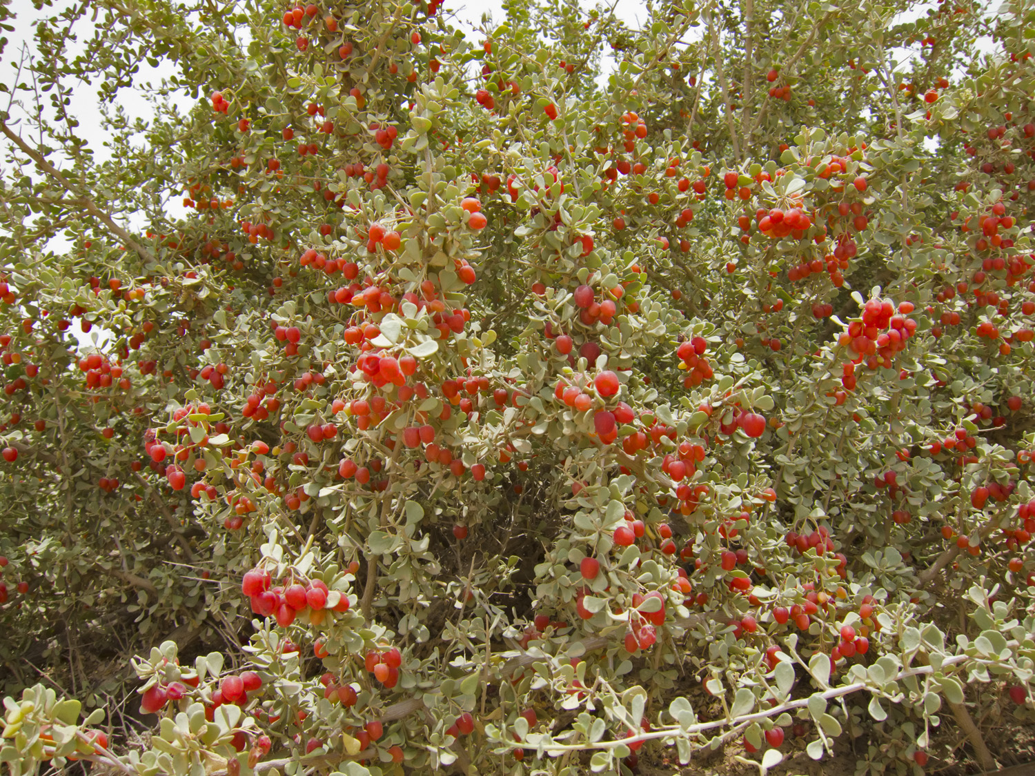 ثمار شجرة الغرقد (الغردق محليا)