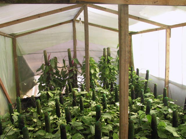 كونا زراعة اسطح البنايات يحسن جودة الحياة والصحة العامة والبيئة المحيطة الزراعة والثروة الحيوانية 03 05 2012