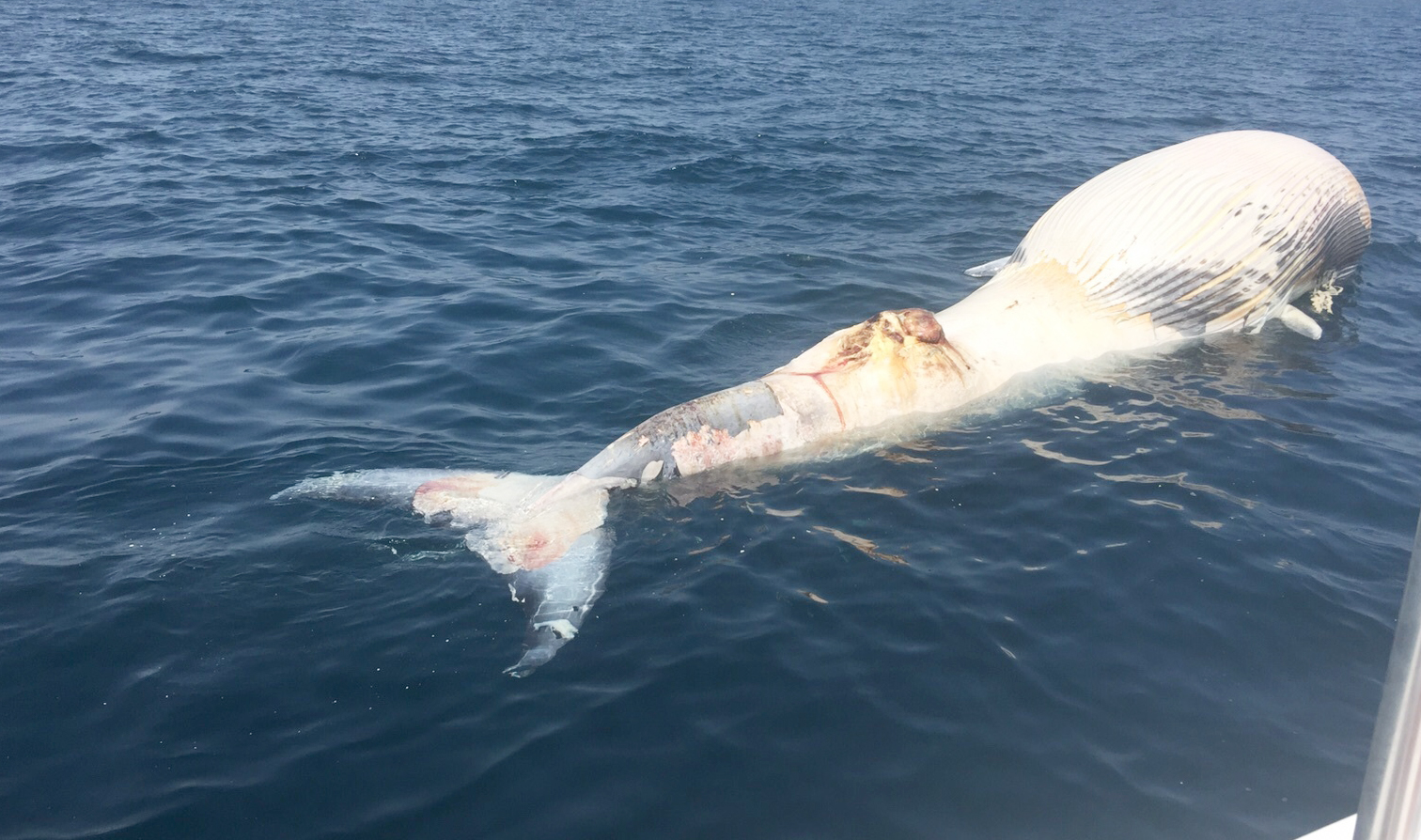 carcass of a dead whale