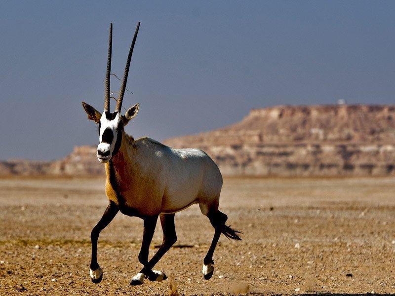 The Arabian oryx which represents an icon of authenticity and heritage for Qatar