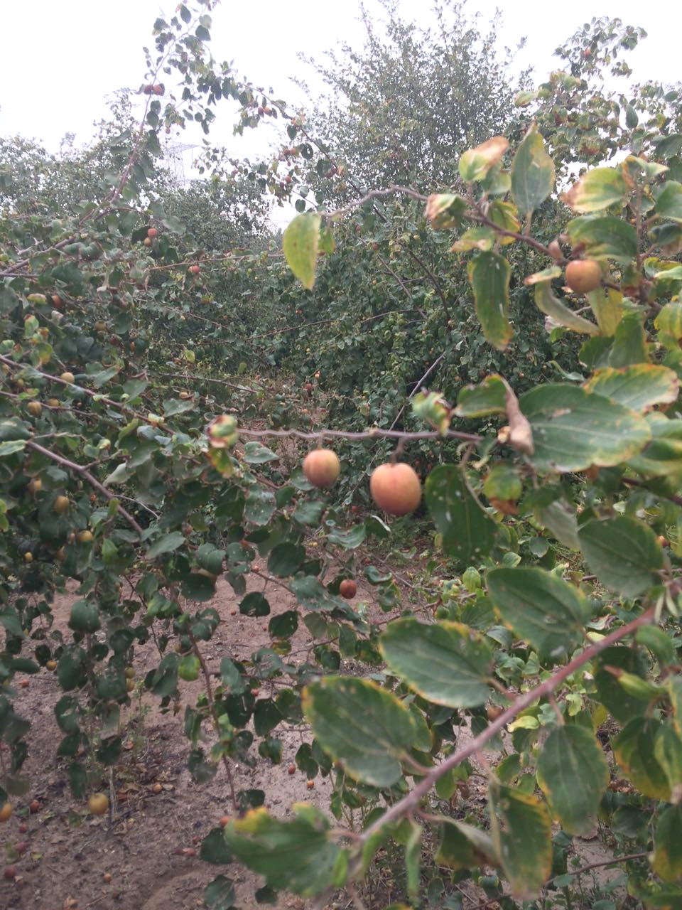 اشجار (السدر) من اكثر انواع الاشجار الملاءمة للبيئة الكويتية