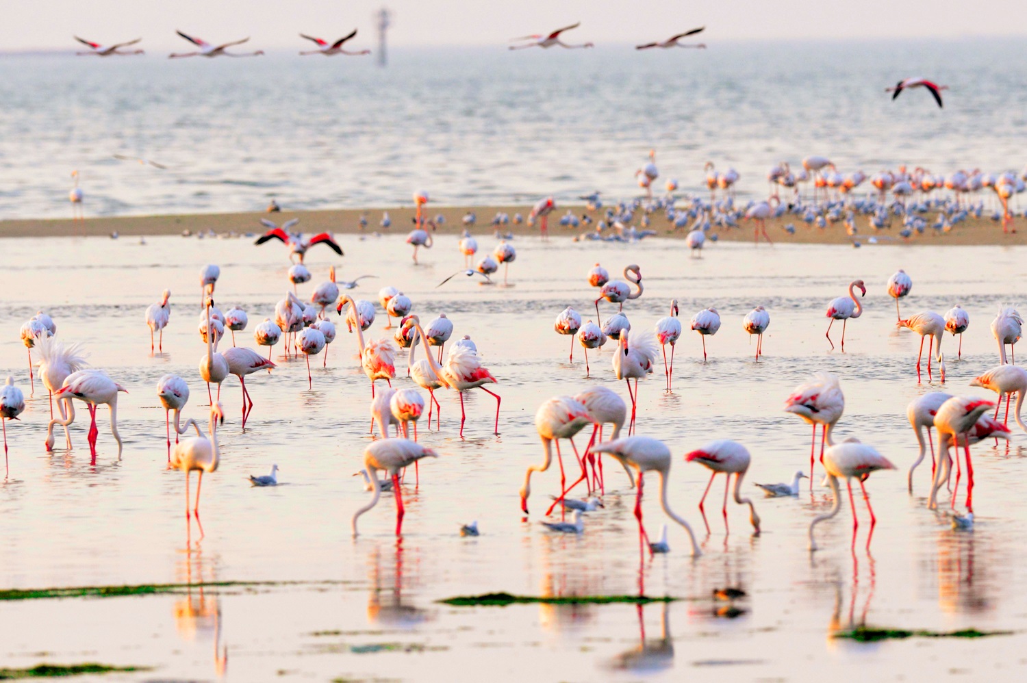 Kuwait's bay is an important stop for the immigrant birds