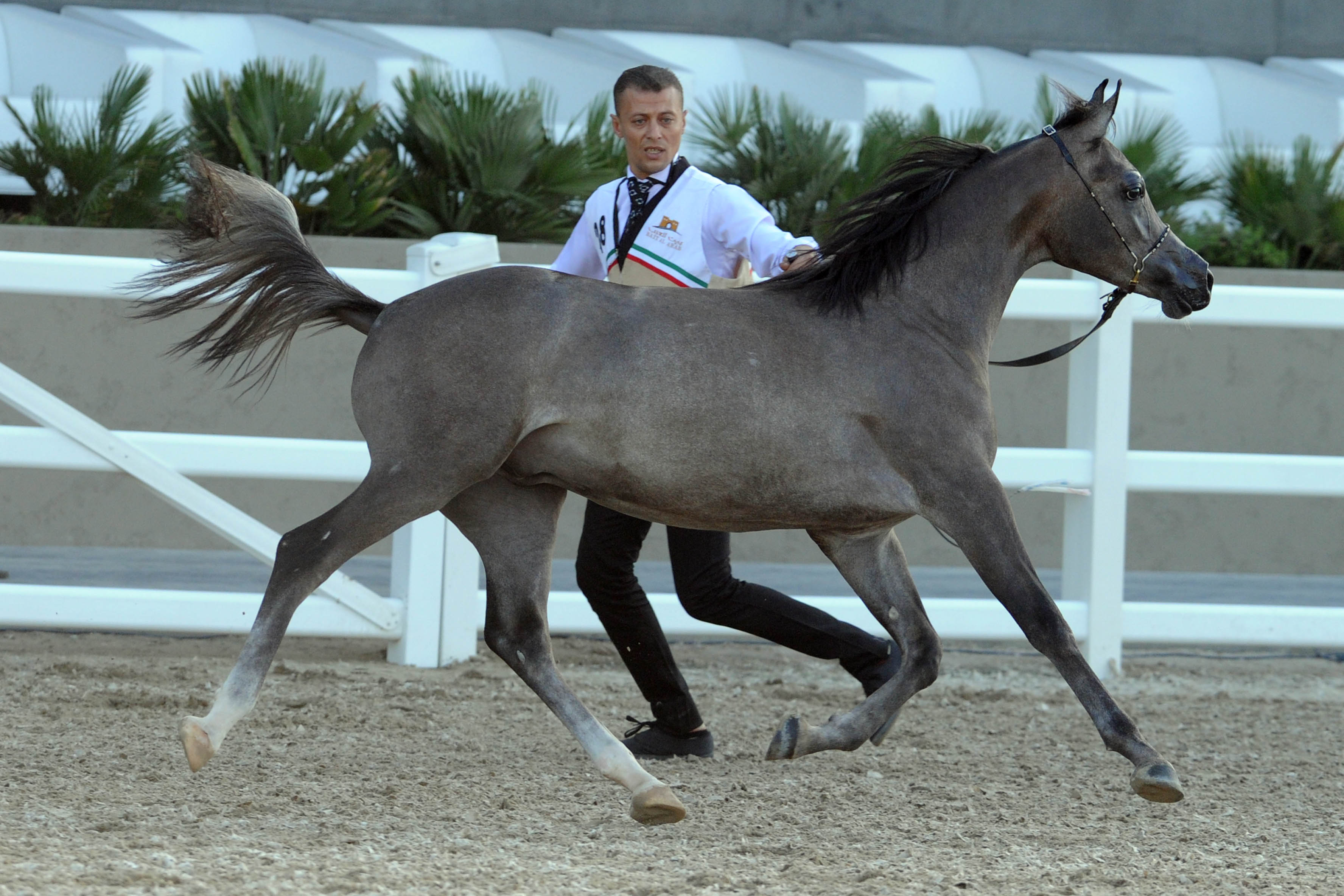 Egyptian horse beauty contests kick off in Kuwait