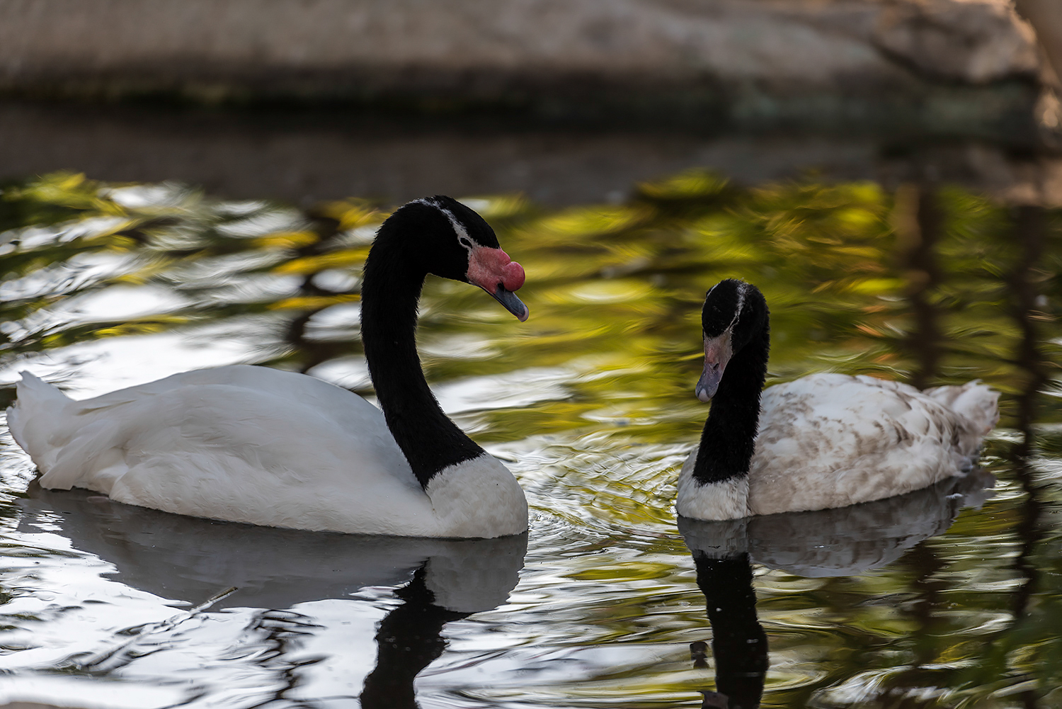 Part of the animals in Zoo in Al-Omariya area