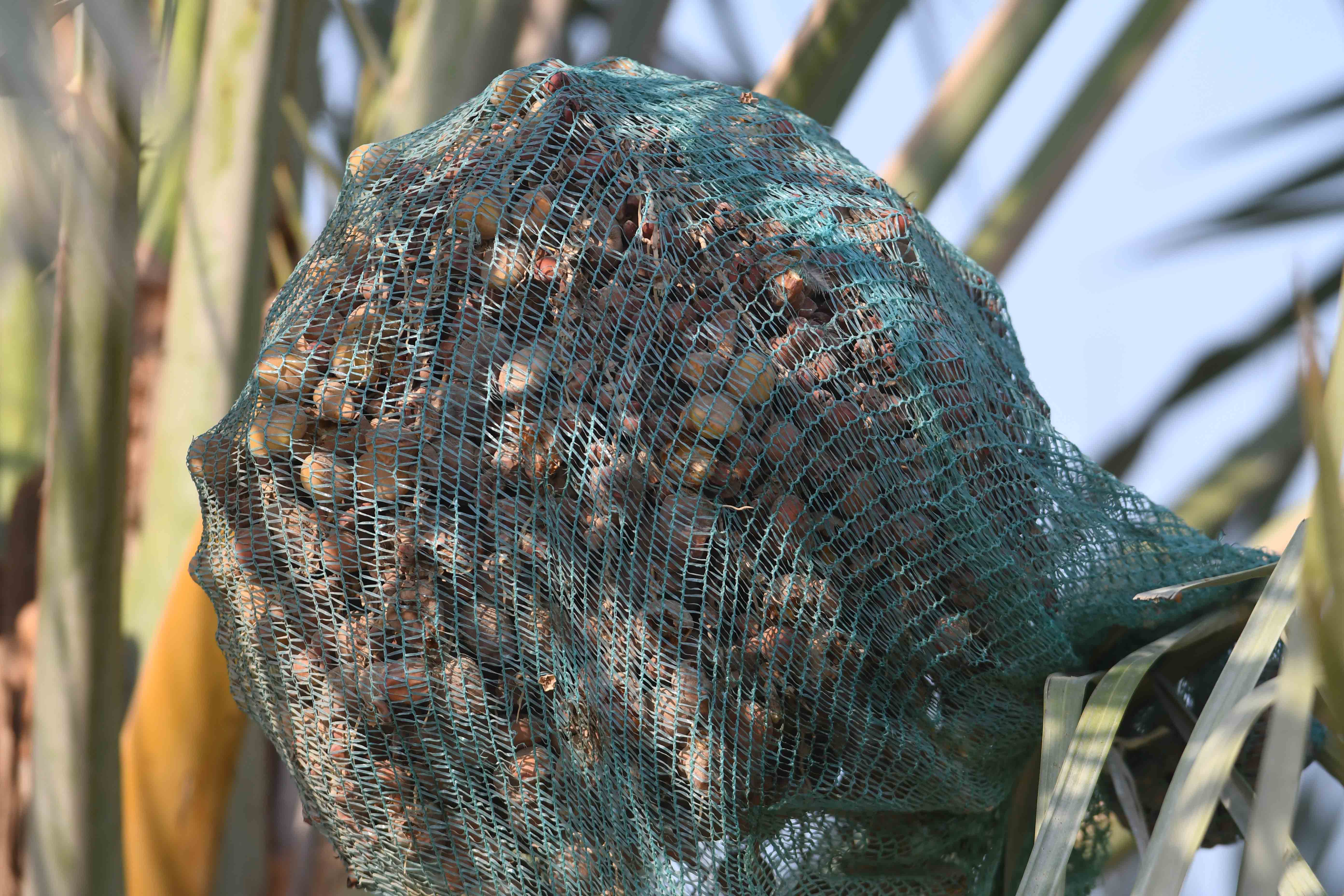 كونا Palm trees turning Kuwait into lavish green oases 29/10/2018