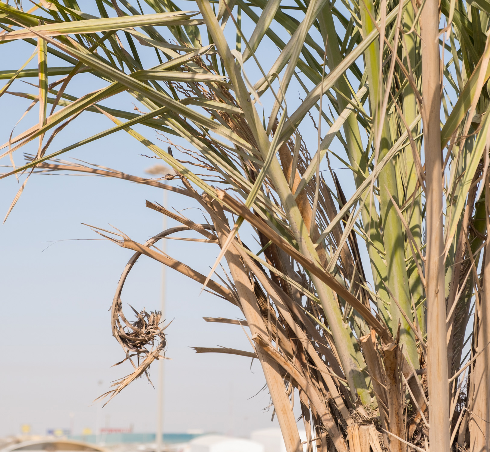 كونا Palm trees turning Kuwait into lavish green oases 29/10/2018