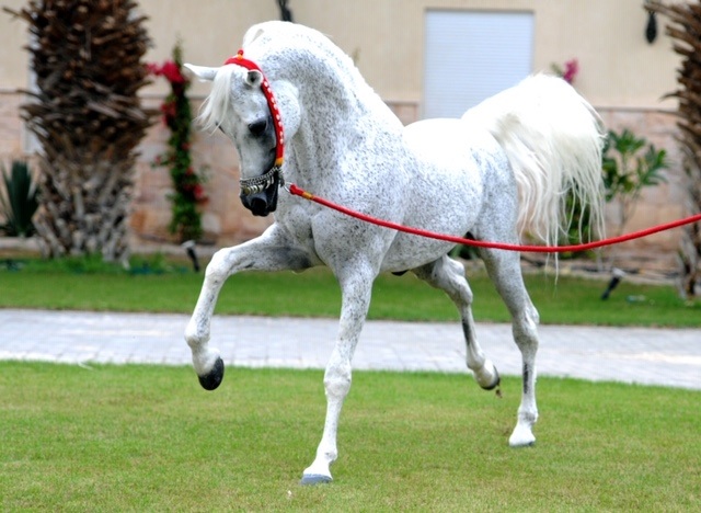 Le pur-sang arabe, synonyme de beauté et d'élégance.