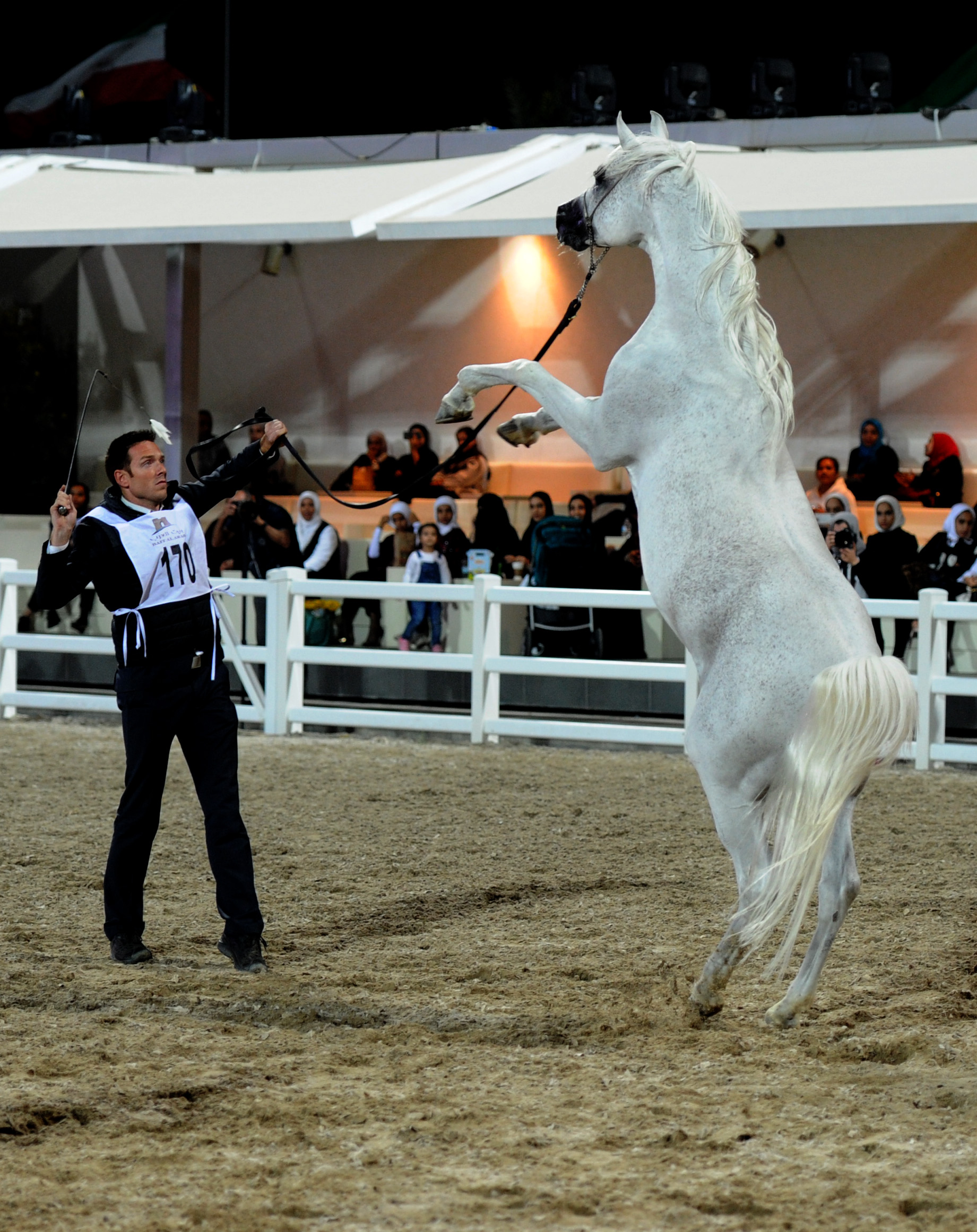 جانب من استعراض الخيول ضمن منافسات مهرجان الكويت الدولي للجواد العربي