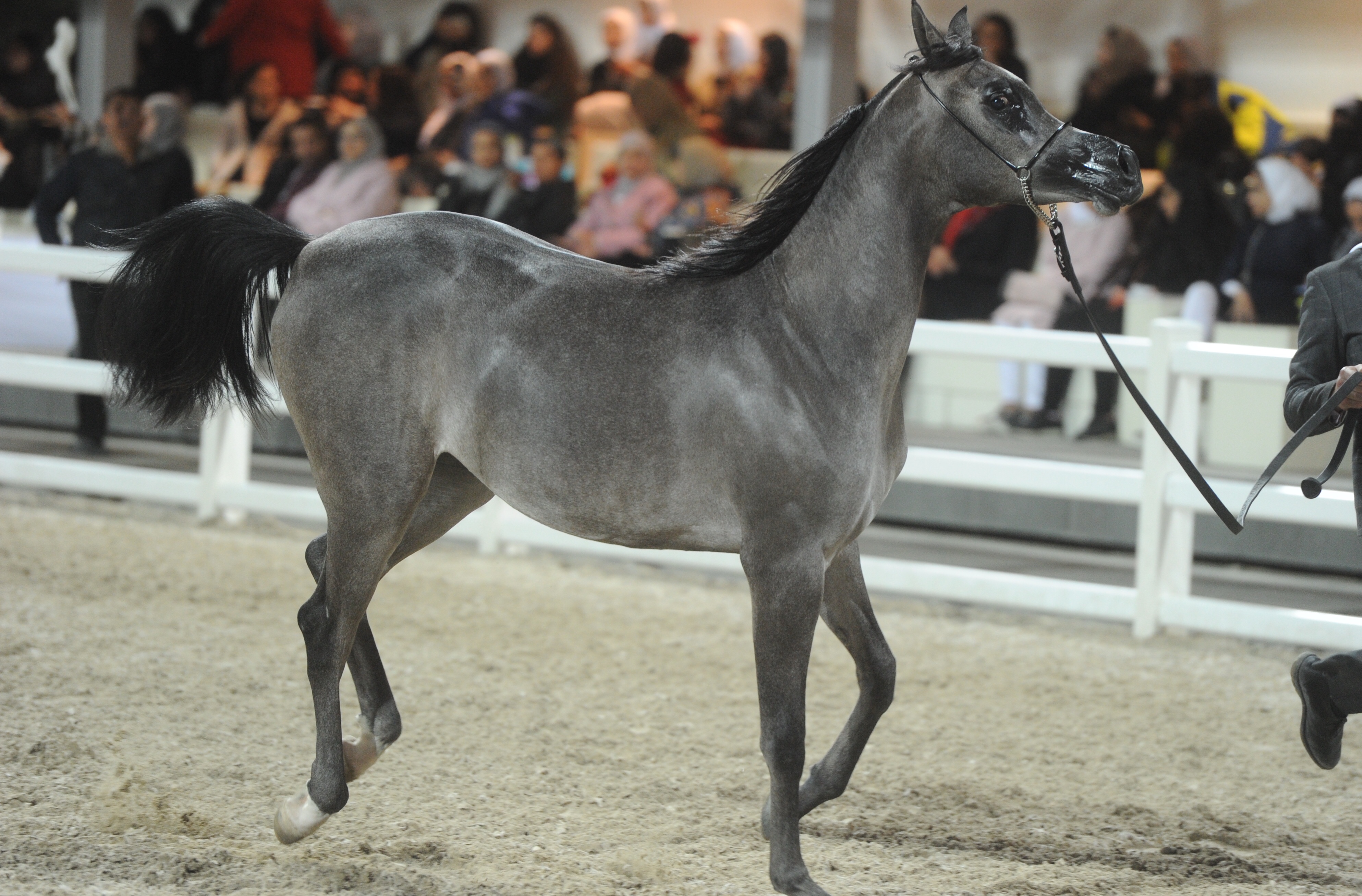 جانب من عرض الخيول المشاركة ضمن البطولة الدولية السابعة لجمال الخيل العربية