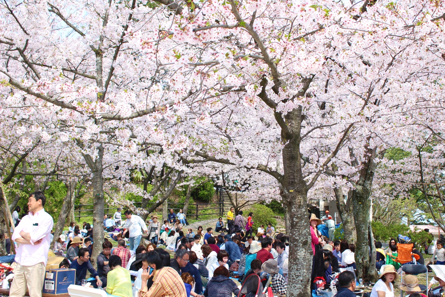 Les Japonais célèbre la floraison de leurs cerisiers emblématiques.