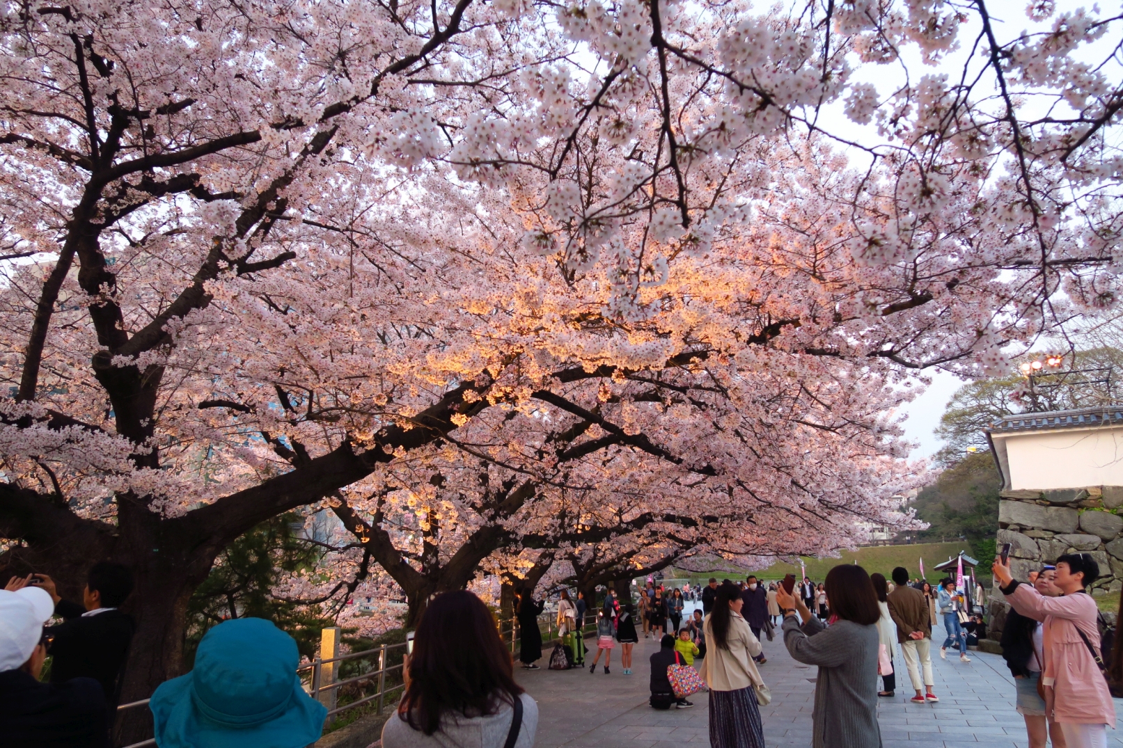 كونا اليابانيون يحتفلون بمشاهدة زهرة الكرز ساكورا في فصل