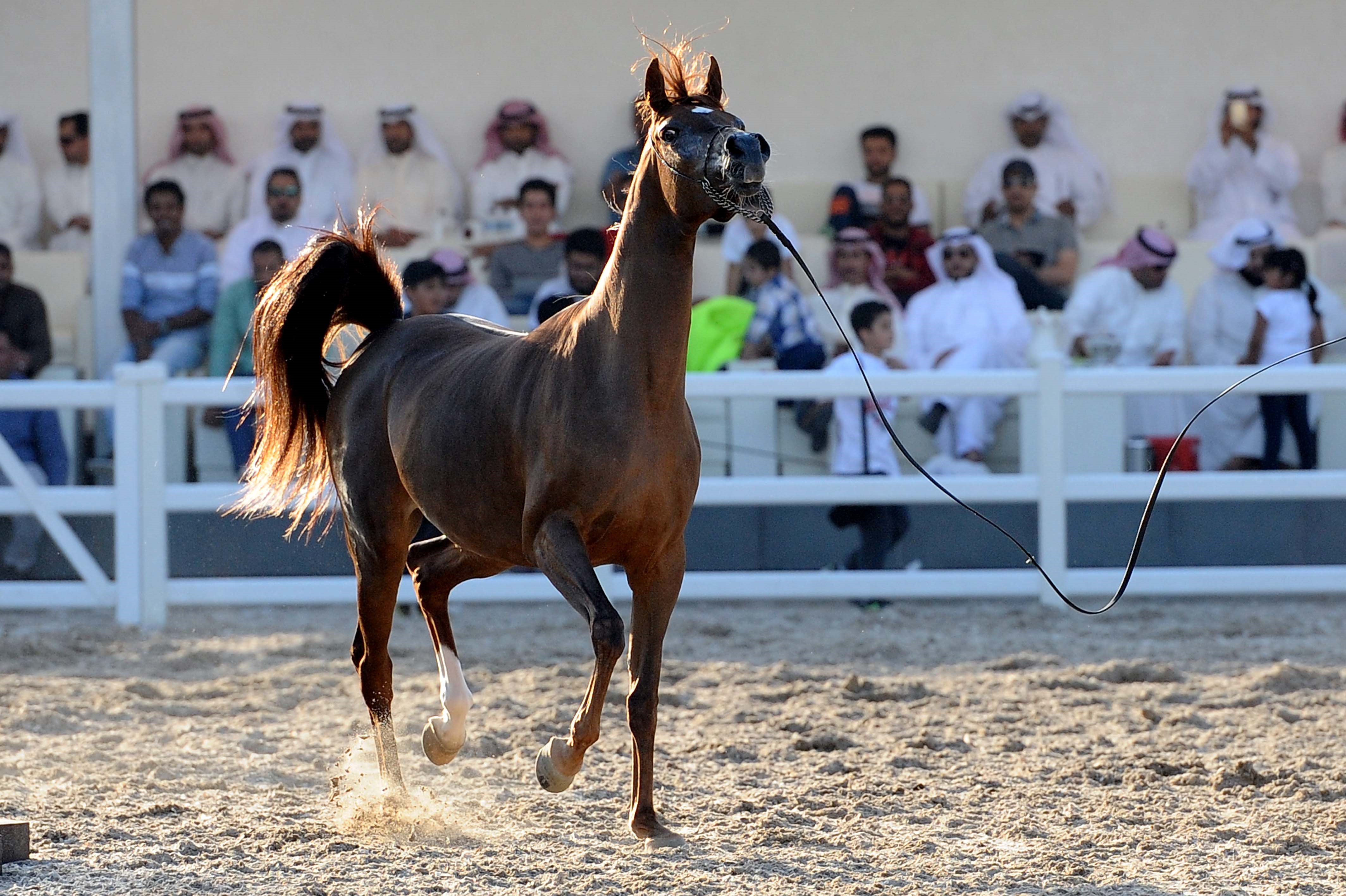 Kuwait is considered one of the most important business centers for the sale and export of Arabian horses as it exported 1,500 horses in 1816