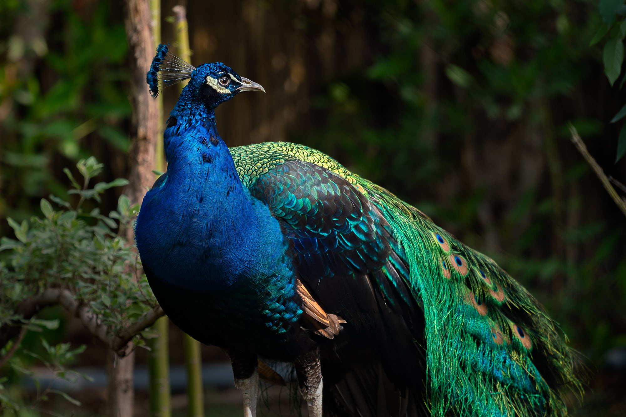 Male peacock boasting its colors
