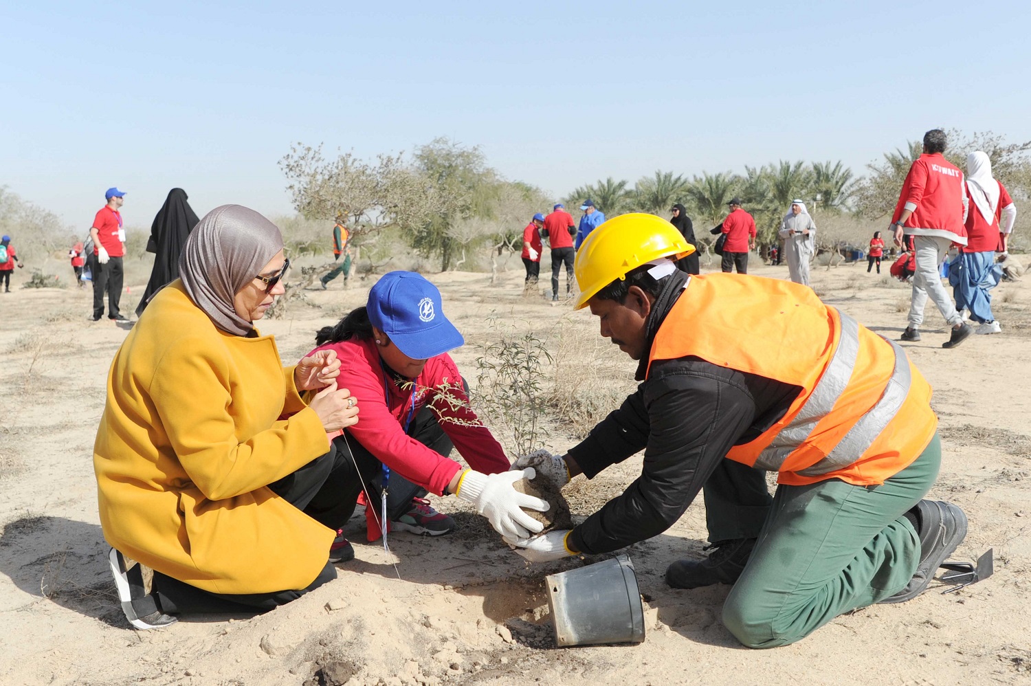 KUNA Volunteers briskly plant 5,000 small trees in Kuwait