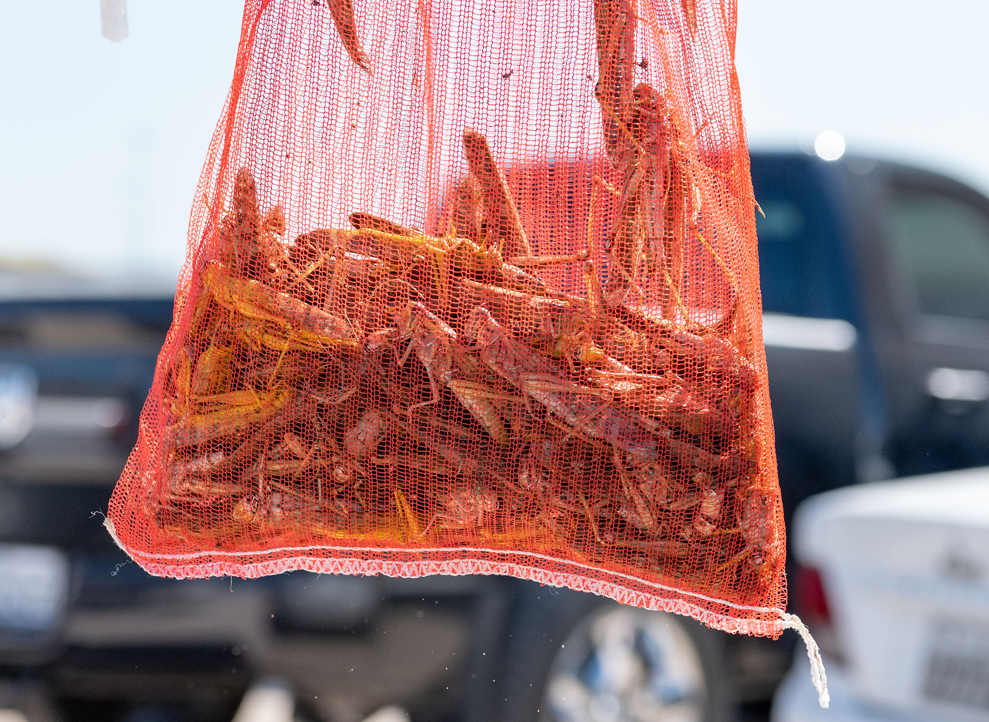 Selling grasshoppers  making a significant comeback