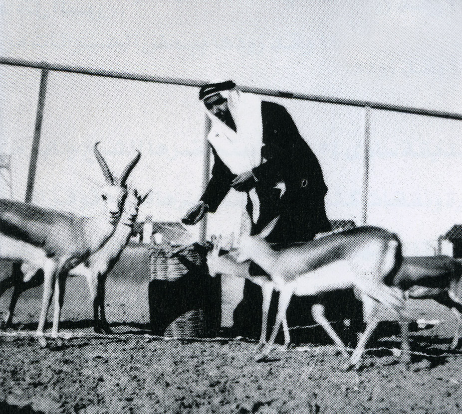 Cheikh Jaber Al-Abdallah Al-Jaber Al-Sabah en train de nourrir des gazelle au Zoo de Salwa