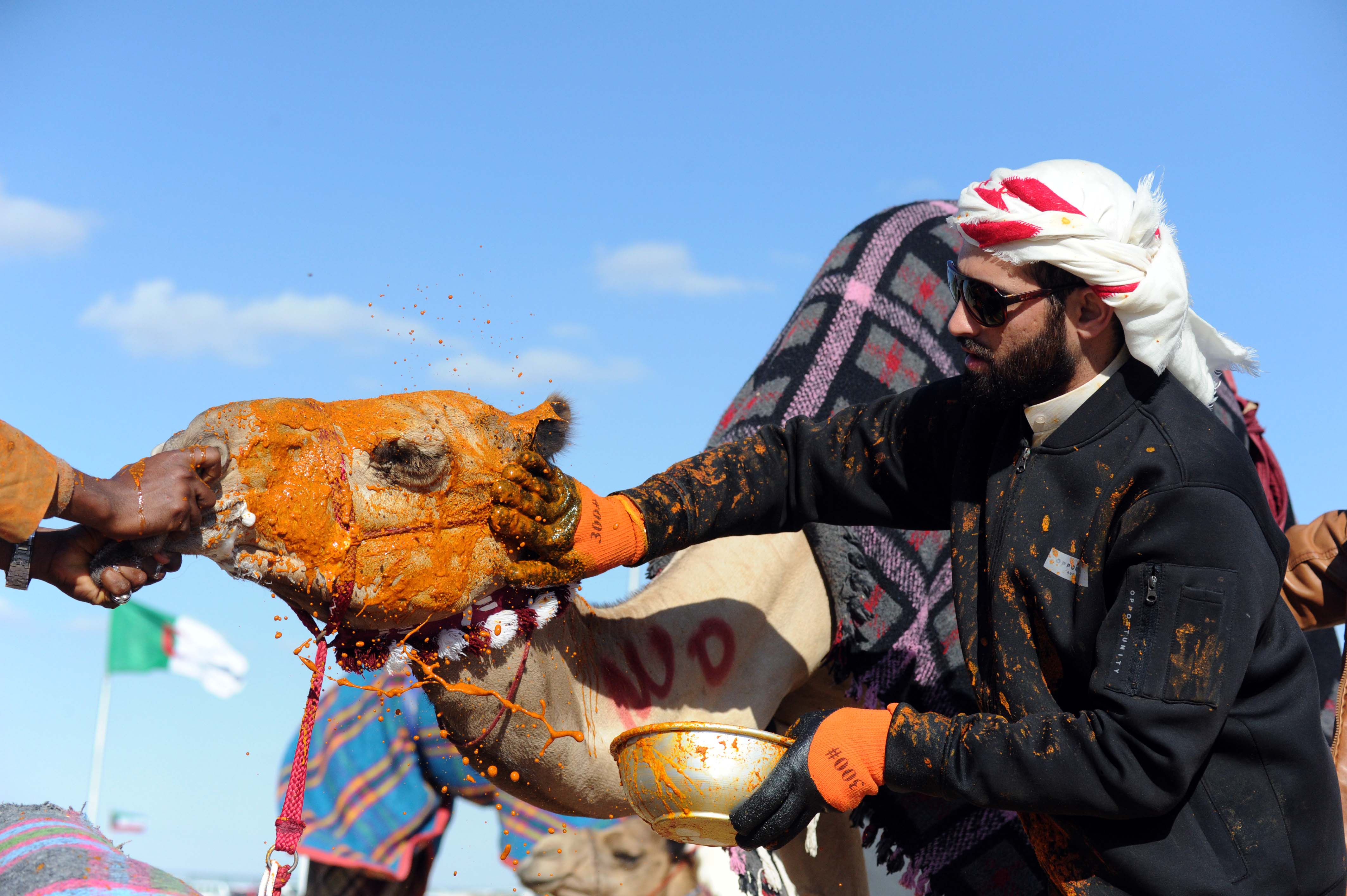 Smearing camels with saffron as part of the celebration of winning