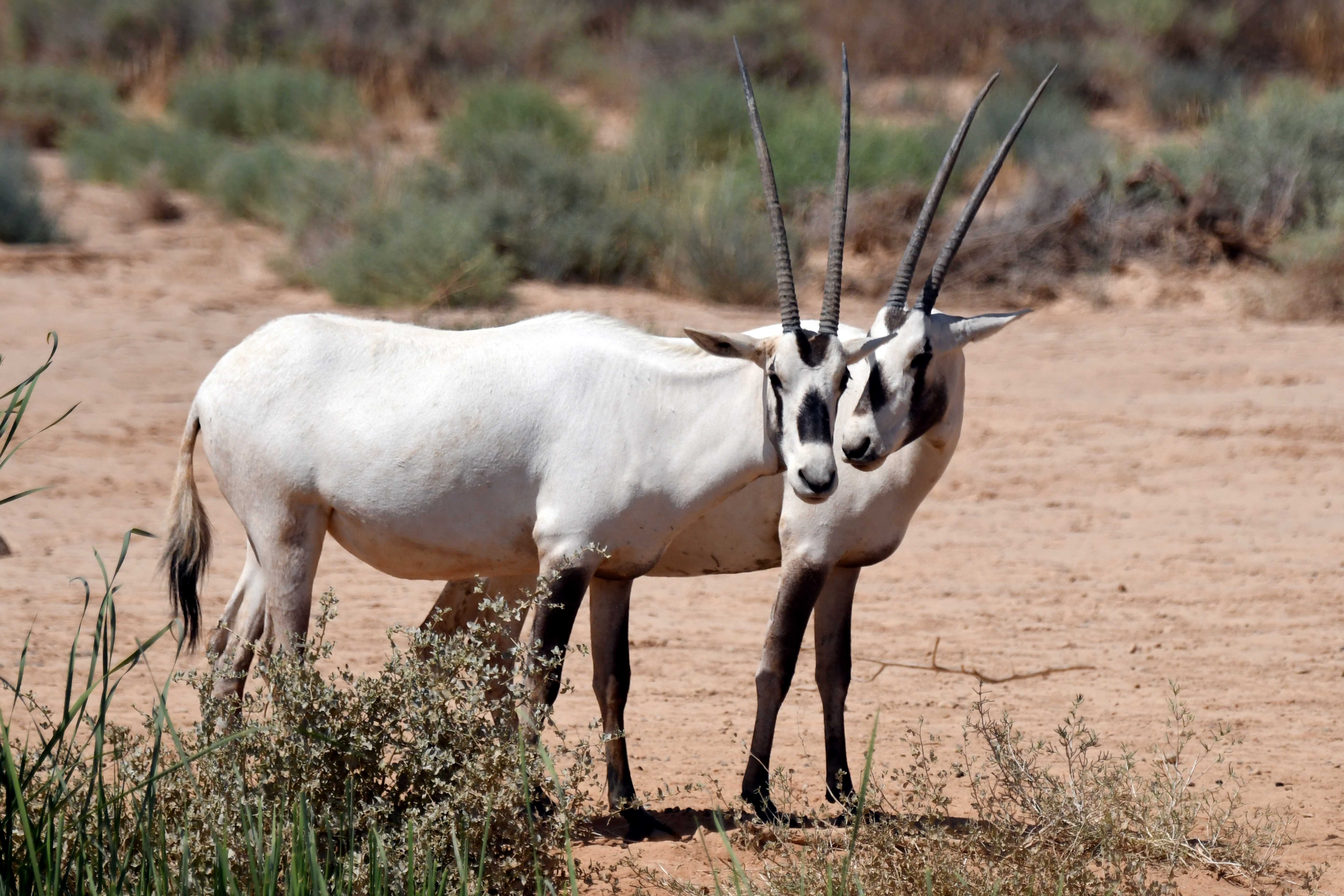 Arabian Oryx in Shaumari Wildlife Reserve in Zarqa Governorate