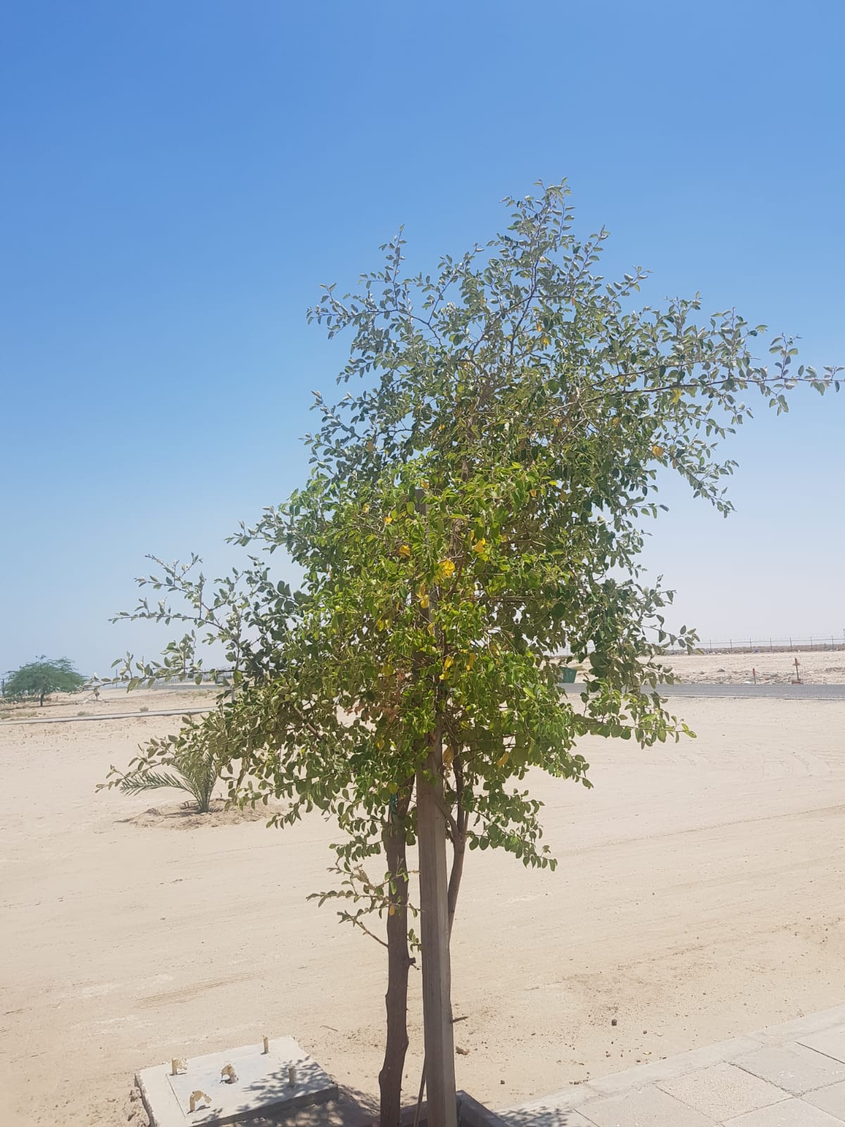 كونا السدرة شجرة مباركة غرسها الكويتيون في بيوتهم لفوائدها
