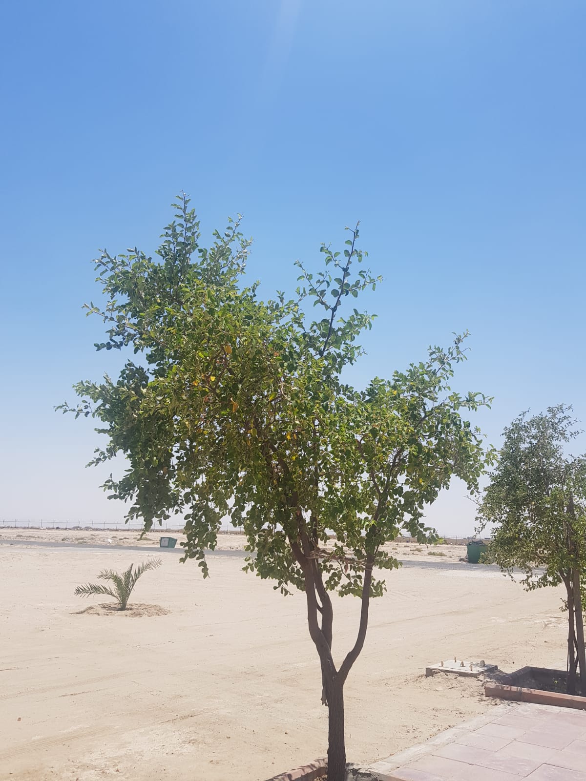 كونا السدرة شجرة مباركة غرسها الكويتيون في بيوتهم لفوائدها