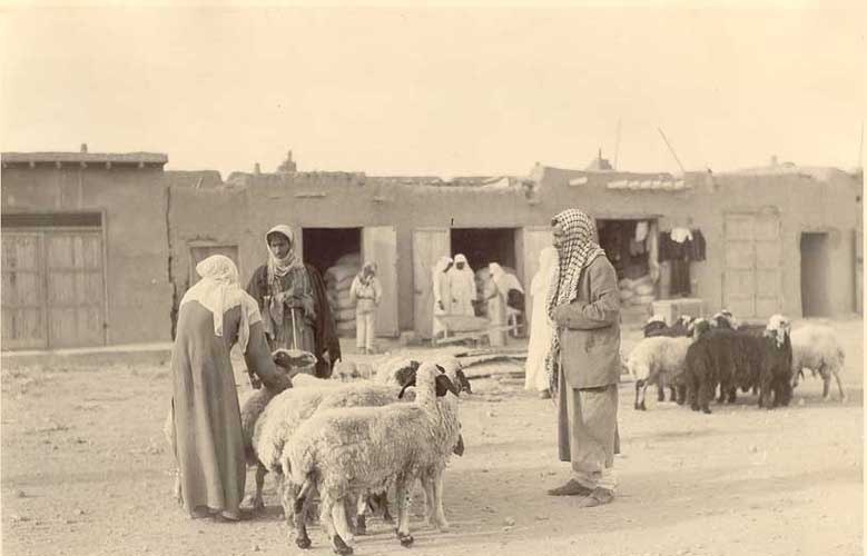 Al-Shawi profession in herding sheep in past Kuwait