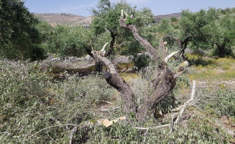 من اشجار الزيتون التي اقدم المستوطنون على تقطيعها قرب رام الله