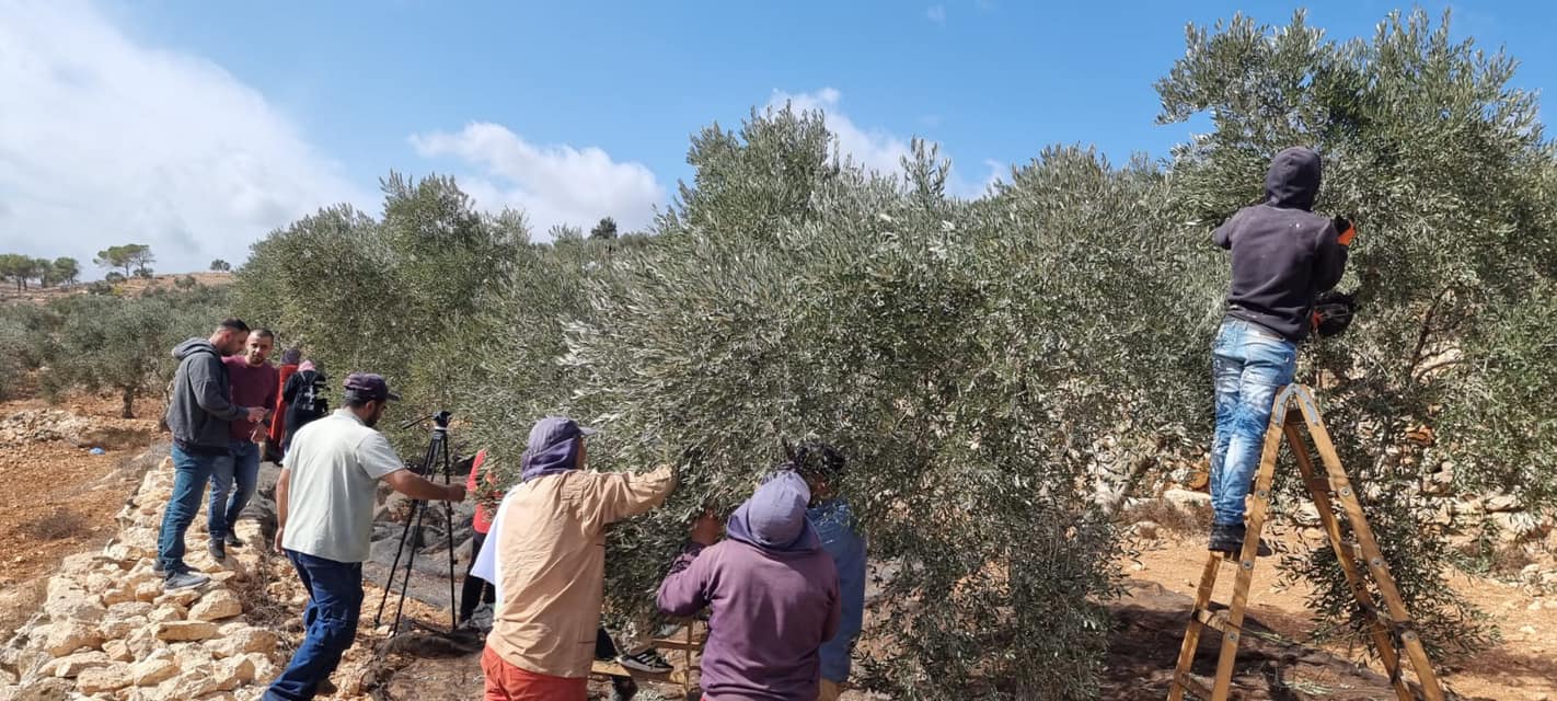 Des volontaires participent à la cueillette des olives