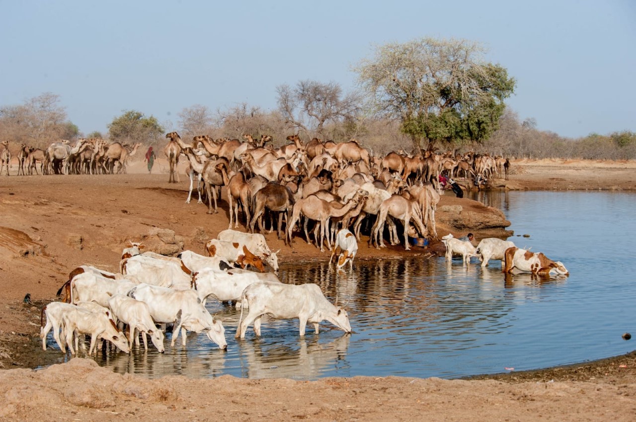 قطعان الماشية تَرِدُ الماء بعد رحلة بحث طويلة عبر الصحراء الكبرى في تشاد