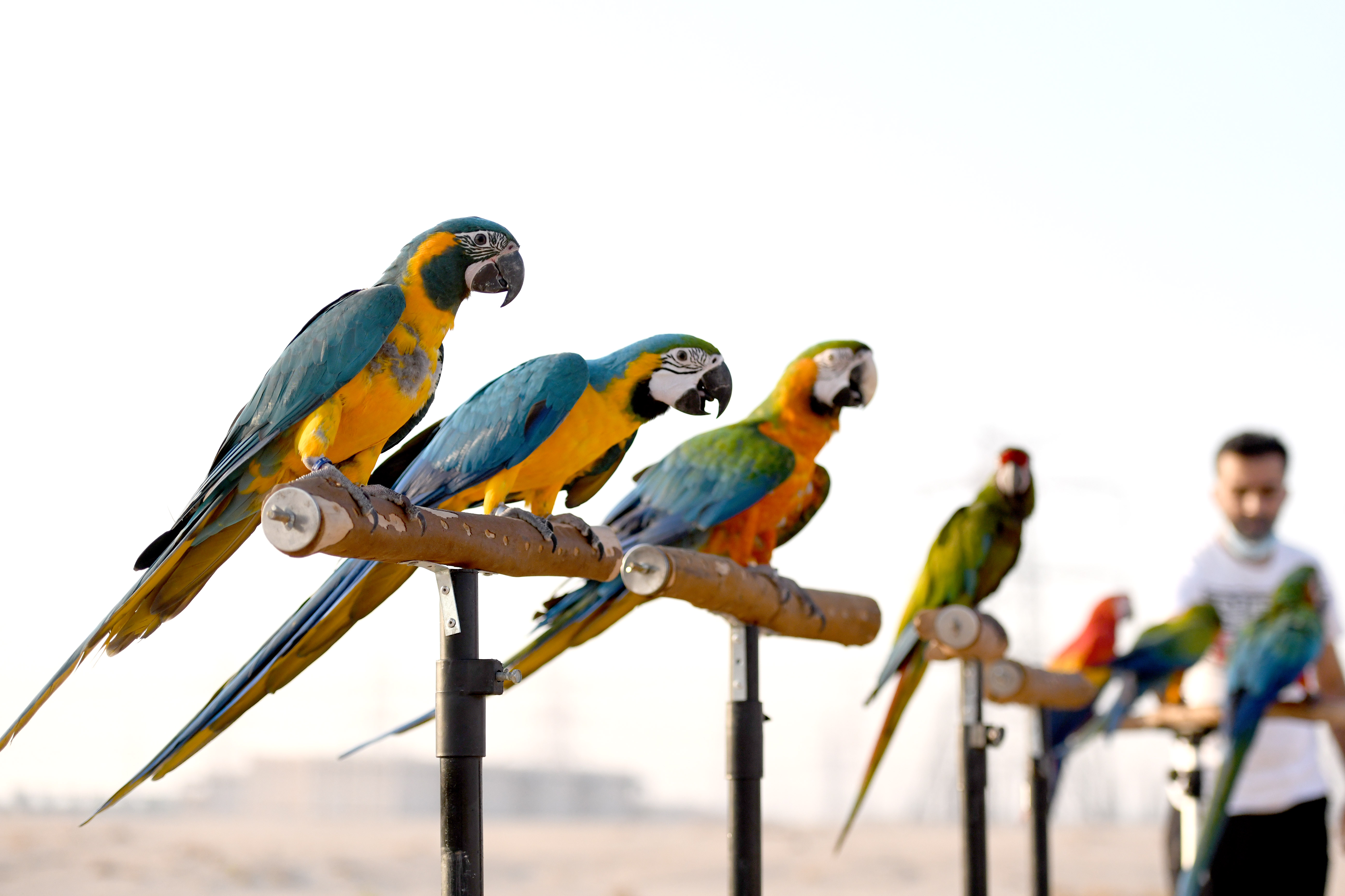 Macaw parrots awaiting the launch