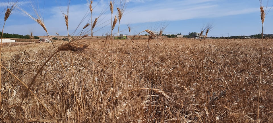wheat harvesting season starts in June in Tunisia