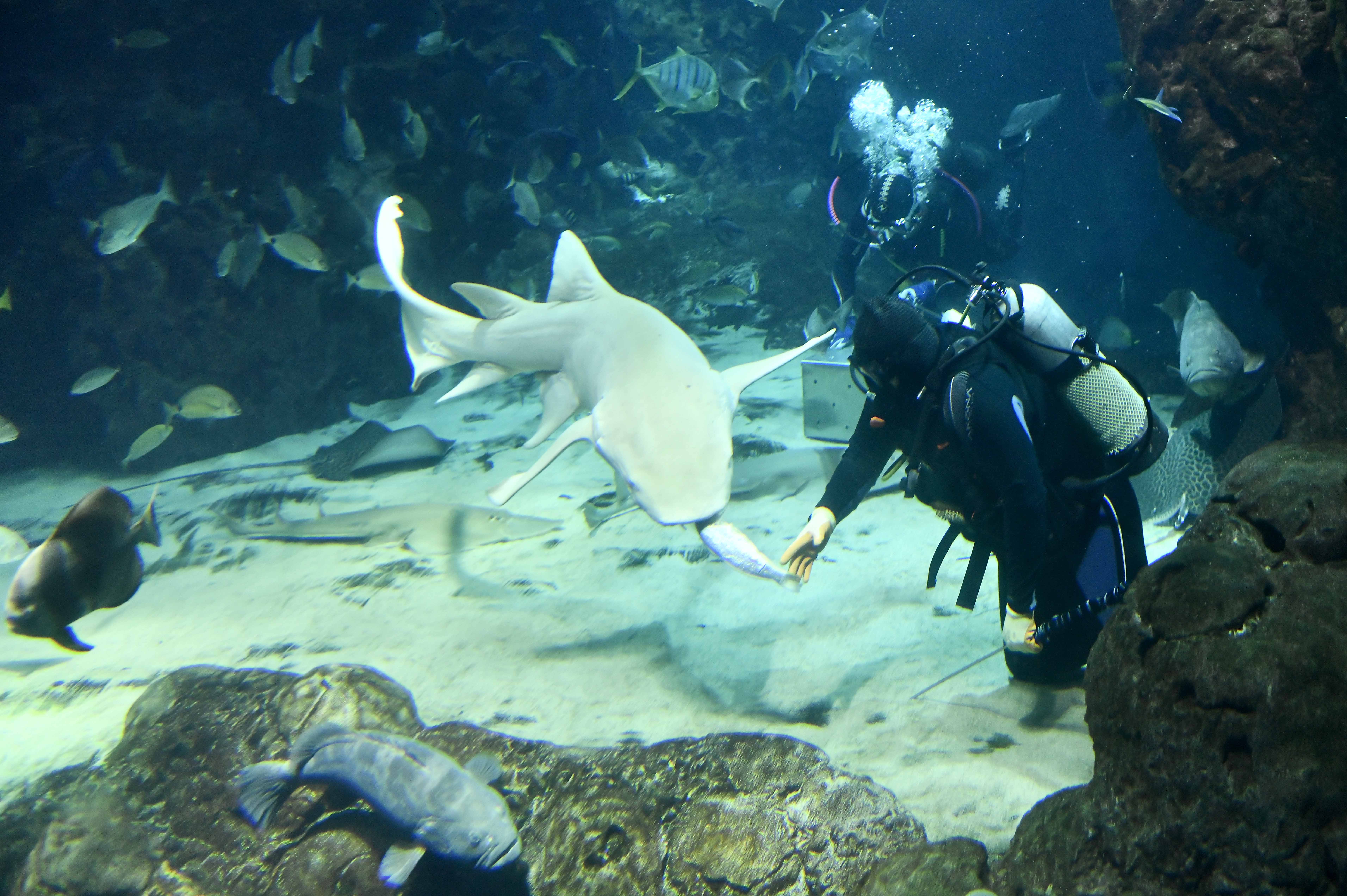 A diver handfeeding a shark in the  Scientific Center's aquarium